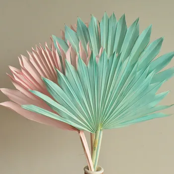 2pcs Natural Dried Palm Fan Leaves Boho Wedding Botanical Natural Palm Leaf Home Decor Everlasting Palm Fans White Palm Spear
2pcs Natural Dried Palm Fan Leaves Boho Wedding Botanical Natural Palm Leaf Home Decor Everlasting Palm Fans White Palm Spear