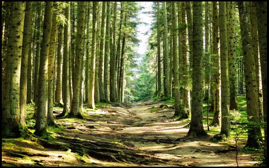 WDBH Custom mural 3d wallpaper Forest tree trail tv background home decor 3d wall murals wallpaper for living room walls 3 d
WDBH Custom mural 3d wallpaper Forest tree trail tv background home decor 3d wall murals wallpaper for living room walls 3 d