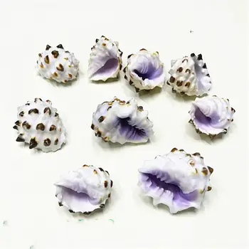 Natural conch shell 2-3cm purple rock snail Rare specimen snail specimen collection fish tank aquarium landscape decoration
Natural conch shell 2-3cm purple rock snail Rare specimen snail specimen collection fish tank aquarium landscape decoration