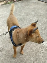 Arnés para perro personalizado sin tirones reflectante transpirable, accesorios de mascota perro para correa de chaleco con parche personalizado
