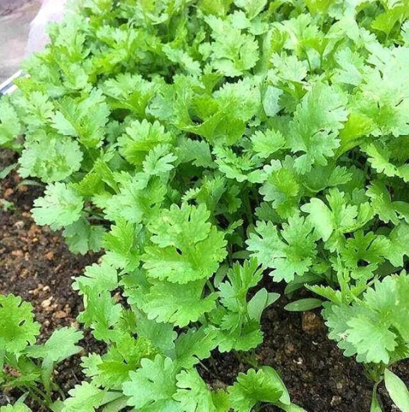 Seasons Coriander Seed Big Leaf Coriander Seed Balcony Vegetable Pot Farmer Spring Courtyard Coriander Vegetable Seed 30pcs
Seasons Coriander Seed Big Leaf Coriander Seed Balcony Vegetable Pot Farmer Spring Courtyard Coriander Vegetable Seed 30pcs