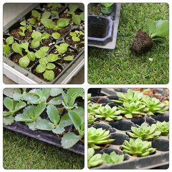 New Creative Thickened Meaty 21-Hole Seedling Tray Vegetable Seeds Plastic Plug Tray Planting Container Plant Plug Tray graden F 
New Creative Thickened Meaty 21-Hole Seedling Tray Vegetable Seeds Plastic Plug Tray Planting Container Plant Plug Tray graden F