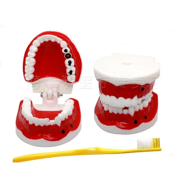 Standards/pathology Dental Model with tooth brush Dentures Kindergarten Brushing Exercises Oral Model
Standards/pathology Dental Model with tooth brush Dentures Kindergarten Brushing Exercises Oral Model
