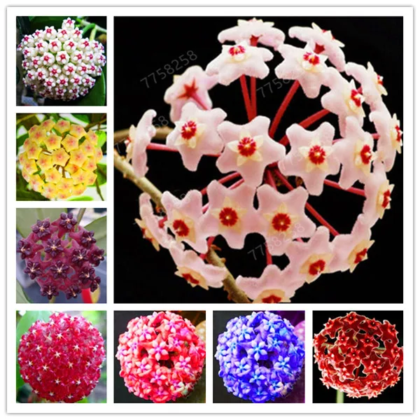 Hot ! 100 Pcs Rare Hoya Bonsai Flower For Home Garden, Ball Orchid Perennial Flowers Natural Growth For Garden Ornamental Plants
Hot ! 100 Pcs Rare Hoya Bonsai Flower For Home Garden, Ball Orchid Perennial Flowers Natural Growth For Garden Ornamental Plants