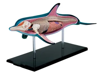 

Biology organ anatomical model medical teaching model Dolphin 4d master puzzle Assembling toy Animal