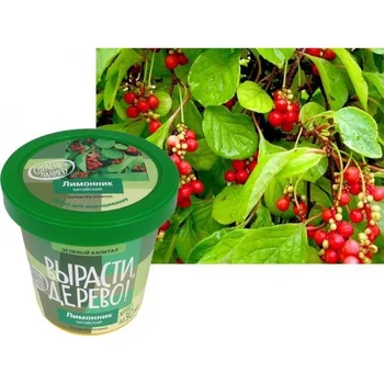 Set for growing lemon Chinese
Set for growing lemon Chinese