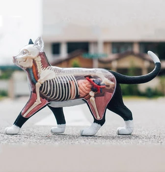 4D THE DISSECTED CAT Funny ANATOMY MODEL Medical Skull Skeleton Anatomical Model Science Educational Toys for Kids 
4D THE DISSECTED CAT Funny ANATOMY MODEL Medical Skull Skeleton Anatomical Model Science Educational Toys for Kids