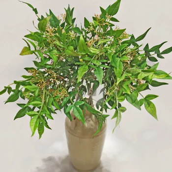 Single Stem of Model South Bamboo Leaf and Fruit Lanzhu Zhu Artificial Flower Leaf Artificial Flower Home Stores Hotel Decoratio
Single Stem of Model South Bamboo Leaf and Fruit Lanzhu Zhu Artificial Flower Leaf Artificial Flower Home Stores Hotel Decoratio