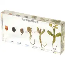 Kindergarten Cognitive Teaching Real Plant Seed Germinated Peanut Specimen Artificial Amber Crystal Resin
Kindergarten Cognitive Teaching Real Plant Seed Germinated Peanut Specimen Artificial Amber Crystal Resin