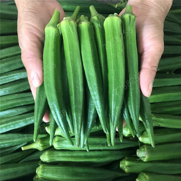 20 Pcs/bag Potted Spring Sowing bonsai Terrace Vegetables View Fruit Plant Okra Kidney bonsai Claw Vegetables Free shipping
20 Pcs/bag Potted Spring Sowing bonsai Terrace Vegetables View Fruit Plant Okra Kidney bonsai Claw Vegetables Free shipping