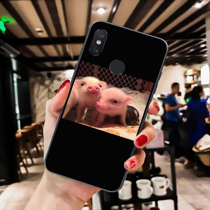 Cute Little Pink Pet Pig