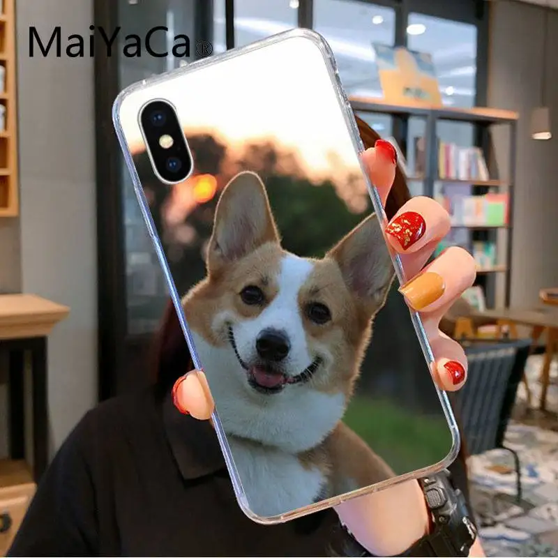 Jack Russell Terrier Dog