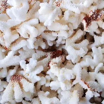 250G/LOT NATURAL CRAFT BROKEN CORAL SHELL&CONCH FISH TANK ORNAMENTS AQUARIUM LANDSCAPING WEDDING PLATFORM DECORATION
250G/LOT NATURAL CRAFT BROKEN CORAL SHELL&CONCH FISH TANK ORNAMENTS AQUARIUM LANDSCAPING WEDDING PLATFORM DECORATION