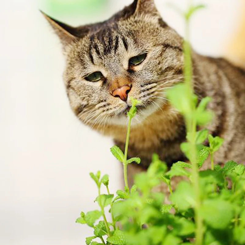 200pcs Catnip Catmint Herb Bonsai Non-GMO Fragrant Rare Bonsai Plantas Natural Cat Grass Indoor Plant Green Perennial Herb Plant
200pcs Catnip Catmint Herb Bonsai Non-GMO Fragrant Rare Bonsai Plantas Natural Cat Grass Indoor Plant Green Perennial Herb Plant