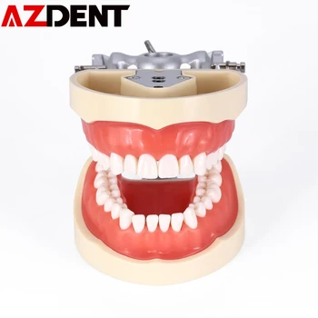 Dental Teaching Model Standard 32 pcs Removable Teeth Dental Dentist Typodont Model Removable Teeth Soft Gum Model for Dentists 
Dental Teaching Model Standard 32 pcs Removable Teeth Dental Dentist Typodont Model Removable Teeth Soft Gum Model for Dentists
