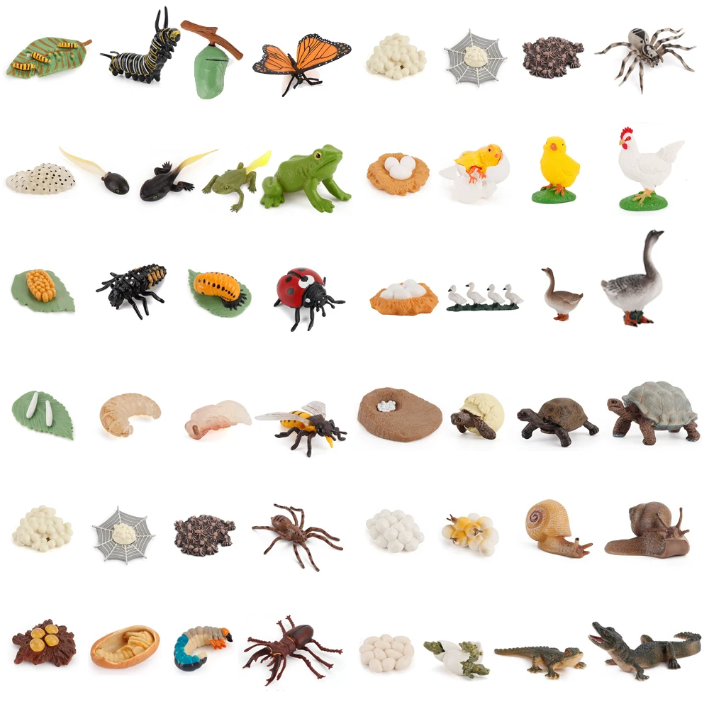 

Фигурка животного из пластика, цикл имитации бабочки, божьей коровки, лягушки, Life Loop, образовательные фигурки животных, подарок для детей