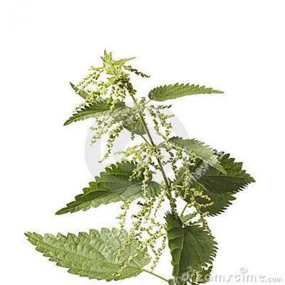 Real Coleus 'Wizard Mixed', Painted Nettle, herb home garden rare and good taste free shipping.
Real Coleus 'Wizard Mixed', Painted Nettle, herb home garden rare and good taste free shipping.
