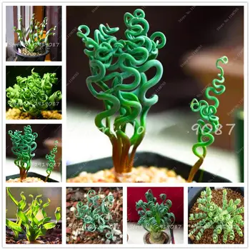 Plant Flower Bath Salts Colorful Chinese Peony Essence 300Pcs XZZ-303
Plant Flower Bath Salts Colorful Chinese Peony Essence 300Pcs XZZ-303