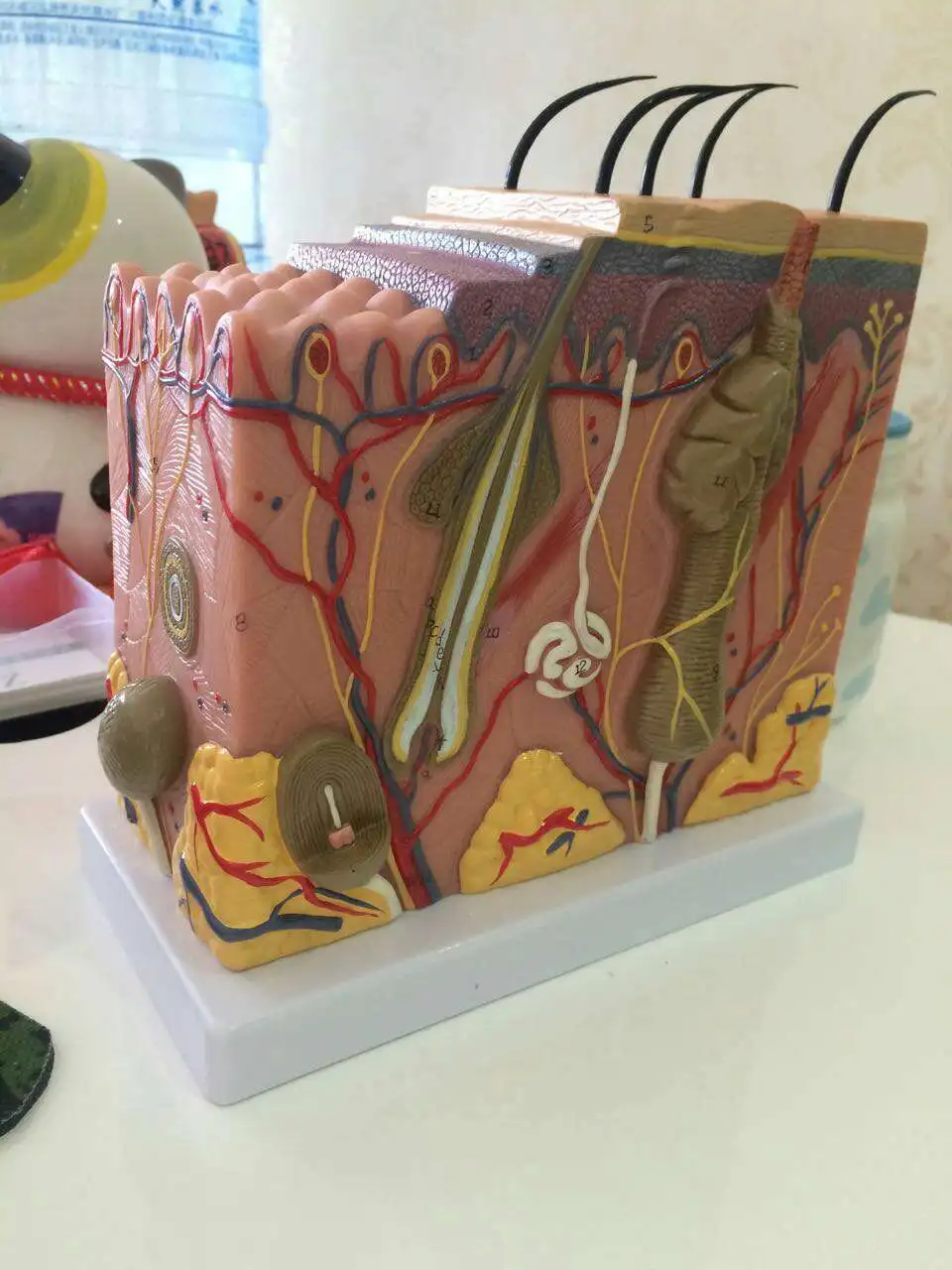 50X Human Anatomical Skin Subcutaneous Tissue Dissection Medical Model School Hospital Teaching Educational Supplies
50X Human Anatomical Skin Subcutaneous Tissue Dissection Medical Model School Hospital Teaching Educational Supplies
