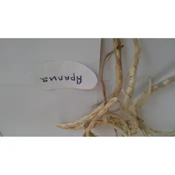 Аралия маньчжурская 
Аралия маньчжурская