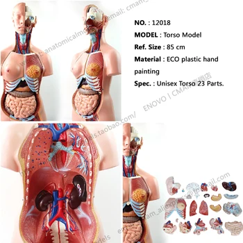 CMAM/12018 Torso,85cm,Bisexual,23-parts, Plastic Human Body Teaching Anatomical Model
CMAM/12018 Torso,85cm,Bisexual,23-parts, Plastic Human Body Teaching Anatomical Model