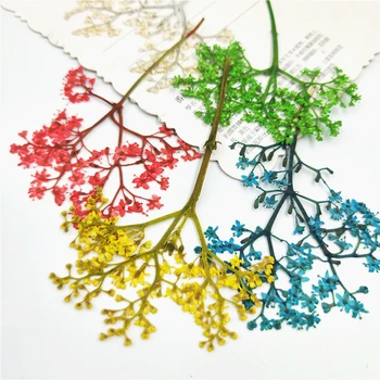 12pcs,Nature Pressed Flowers like trees,Dried Flower for DIY Wedding invitation Graft bookmack card Gift phone shell Decoration
12pcs,Nature Pressed Flowers like trees,Dried Flower for DIY Wedding invitation Graft bookmack card Gift phone shell Decoration