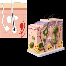 Human Skin Model Block Enlarged Plastic Anatomical Anatomy Medical Teaching Tool
Human Skin Model Block Enlarged Plastic Anatomical Anatomy Medical Teaching Tool