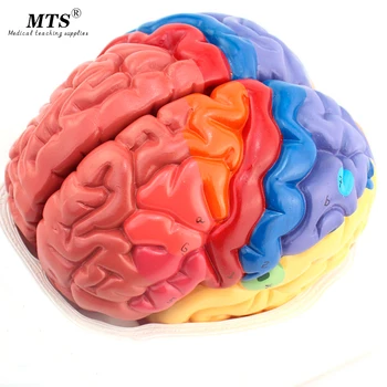 Medical head Function Zone Model head Anatomical Model Cortical Layer Partition Model 1:1 design Brain model
Medical head Function Zone Model head Anatomical Model Cortical Layer Partition Model 1:1 design Brain model