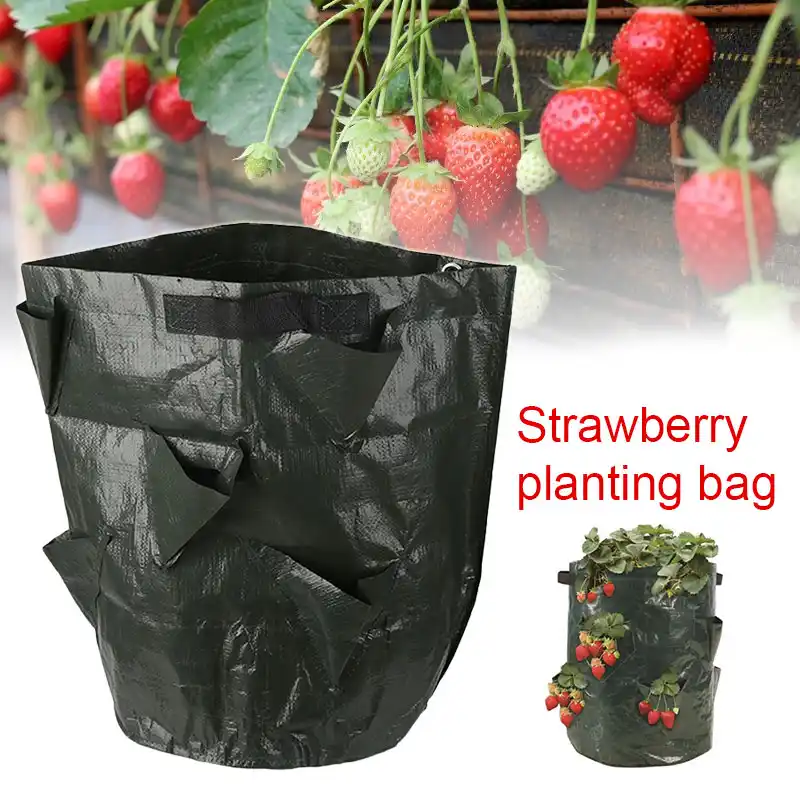 green pe strawberry planter bags planting bag economic