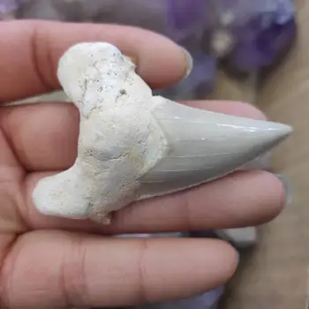 1pcs Natural Shark Tooth Fossil raw stone and Crystal fossil specimen reiki healing
1pcs Natural Shark Tooth Fossil raw stone and Crystal fossil specimen reiki healing