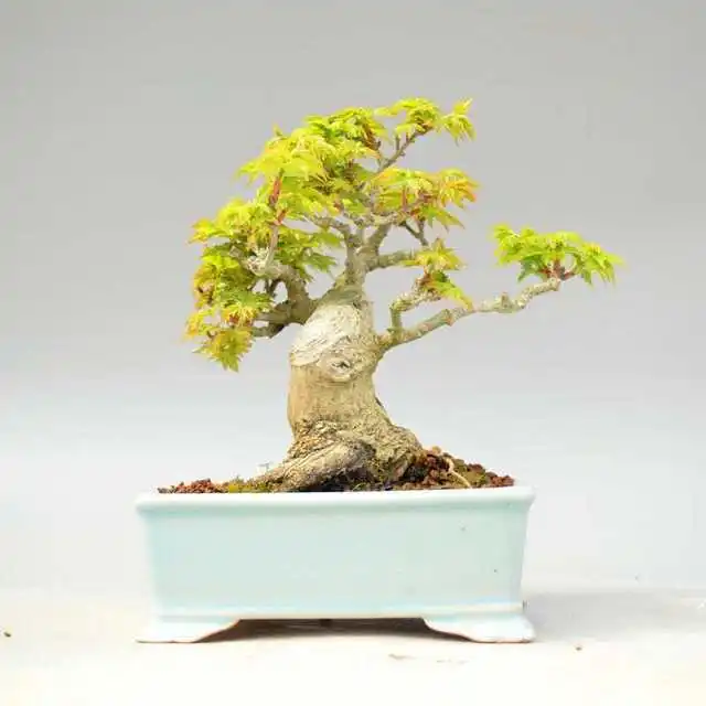 American Japanese red maple tree seeds flame red yellow purple blue ornamental seed with lowerpot rooting powder nutrition pack 
American Japanese red maple tree seeds flame red yellow purple blue ornamental seed with lowerpot rooting powder nutrition pack