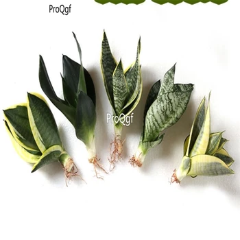 Ngryise 3Pcs A Set Sansevieria trifasciata random species 
Ngryise 3Pcs A Set Sansevieria trifasciata random species