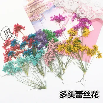 Multi-headed Lace Flower Snow Bead Embossed Dried Flower DIY Handmade Glue Hand Material
Multi-headed Lace Flower Snow Bead Embossed Dried Flower DIY Handmade Glue Hand Material