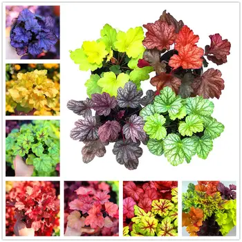 Plant Flower Bath Salts Colorful leaf grass Essence 100Pcs XZZ-196
Plant Flower Bath Salts Colorful leaf grass Essence 100Pcs XZZ-196