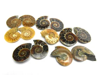 The original stone of the fossil fossil specimens of Oncomelania hupensis in split sections
The original stone of the fossil fossil specimens of Oncomelania hupensis in split sections