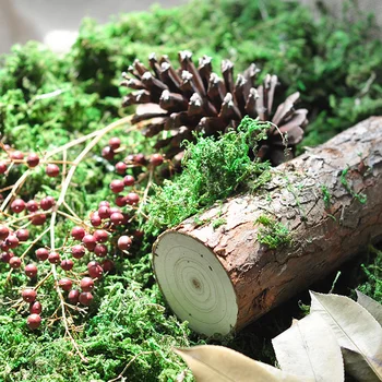 Artificial Reindeer Moss Decorative Bryophyte Grass for DIY Micro Landscape Eco Bottle Furniture Decoration 300g 
Artificial Reindeer Moss Decorative Bryophyte Grass for DIY Micro Landscape Eco Bottle Furniture Decoration 300g