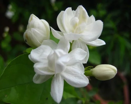 Loss Promotion! 1 pack about 50 pieces white jasmine bonsai, fragrant plant arabian jasmine Flower flores for home & garden
Loss Promotion! 1 pack about 50 pieces white jasmine bonsai, fragrant plant arabian jasmine Flower flores for home & garden