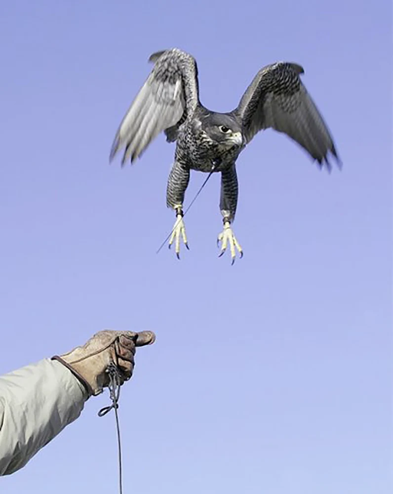 Falcon Eagle Hawk Marshall Tracker UAV Tracking High Power Transmitter 433 / 216 Receiver GPS Locator Radio Training Falcon Pet
Falcon Eagle Hawk Marshall Tracker UAV Tracking High Power Transmitter 433 / 216 Receiver GPS Locator Radio Training Falcon Pet