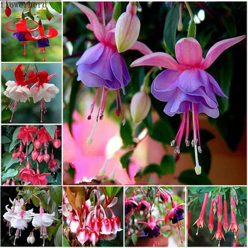 Chinese Enkianthus Flower Plant Seed Potted Spring Summer Fall Winter Seasons Easy Sowing Gargen Tools
Chinese Enkianthus Flower Plant Seed Potted Spring Summer Fall Winter Seasons Easy Sowing Gargen Tools