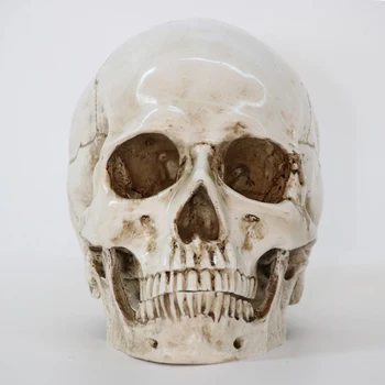 Halloween Resin Skull Ornament Statues Sculptures Skeleton Decor Bone Head Craft Christmas Home Decorative Medical Skull Model
Halloween Resin Skull Ornament Statues Sculptures Skeleton Decor Bone Head Craft Christmas Home Decorative Medical Skull Model