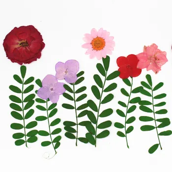 Bitter Thorn Leaf Natural Real Flower Embossed Plant Specimen DIY Glue Phone Case Photo Frame Material
Bitter Thorn Leaf Natural Real Flower Embossed Plant Specimen DIY Glue Phone Case Photo Frame Material