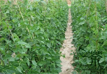 Vigna Unguiculata Snake Bean Yardlong Bean Lv-Chang-Dou
Vigna Unguiculata Snake Bean Yardlong Bean Lv-Chang-Dou