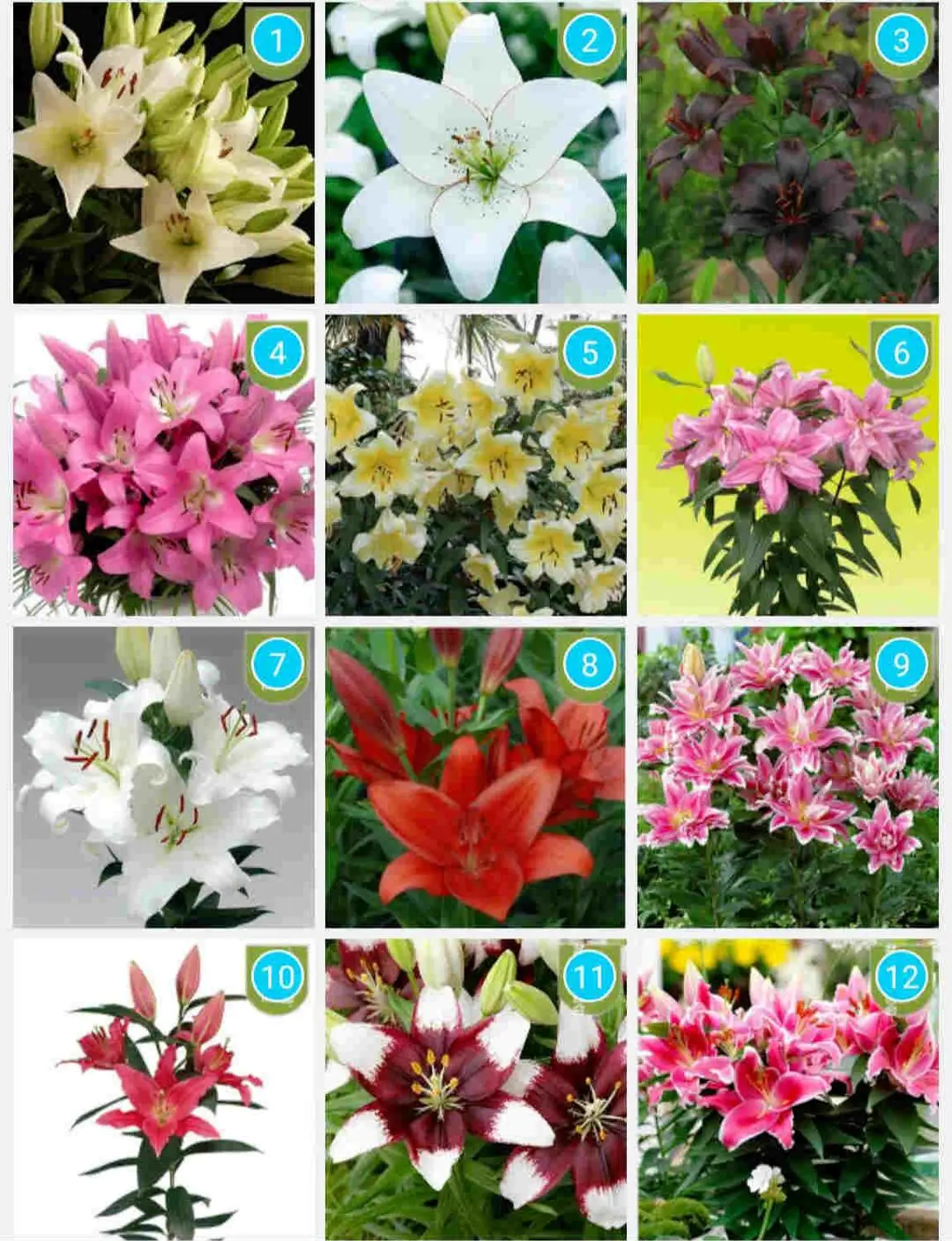 Perfume Lily Bulb Ball Seeds Lily Bulbs Double-flowered Four Season Flower Plant Indoor Perennial Seeds
Perfume Lily Bulb Ball Seeds Lily Bulbs Double-flowered Four Season Flower Plant Indoor Perennial Seeds