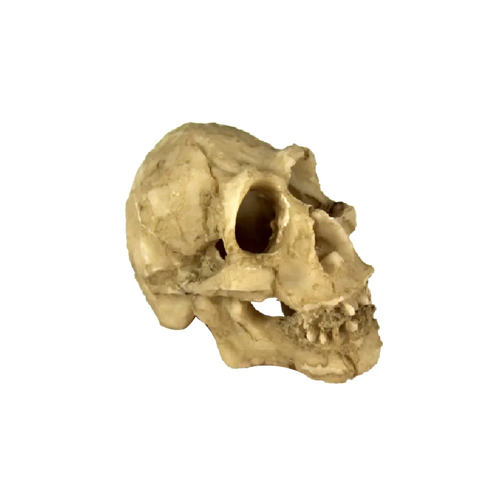 Reptile,Snake,Turtle,Vivarium Rock,Caves,Decor Aquarium Ornament Skull Head Reptile,Snake,Turtle,Vivarium Rock,Caves,Decor Aquarium Ornament Skull Head