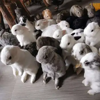 Taxidermy Stuffing Rabbit Teaching Specimen Collection Bunny Fur Home Decor 1pcs random
Taxidermy Stuffing Rabbit Teaching Specimen Collection Bunny Fur Home Decor 1pcs random