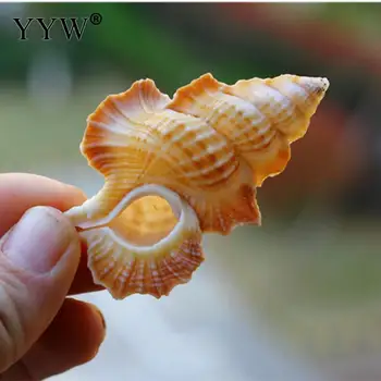 Natural Conch Shell Flat Mandarin Wing Snail Specimen Fish Tank Landscaping Gift Decoration Natural Shell Decoration Gift
Natural Conch Shell Flat Mandarin Wing Snail Specimen Fish Tank Landscaping Gift Decoration Natural Shell Decoration Gift