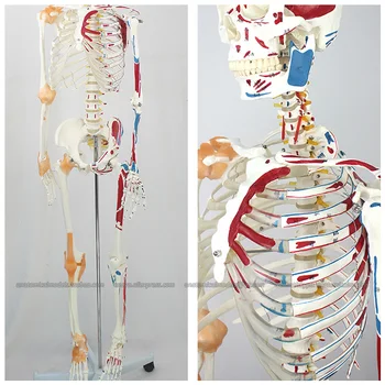 CMAM/12363 170 skeleton, muscle point, numbered, Medical Full Skeleton Anatomical Human Model
CMAM/12363 170 skeleton, muscle point, numbered, Medical Full Skeleton Anatomical Human Model
