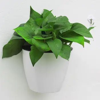 Wall Hanging Plant Holder Hanging Plant Pots Self Watering Automatic PC Tools PlantPot Water Planting Flowerpot Garden
Wall Hanging Plant Holder Hanging Plant Pots Self Watering Automatic PC Tools PlantPot Water Planting Flowerpot Garden