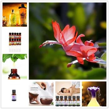 10ml Essential Oils for Aromatherapy Diffusers Mimosa Essential Oils Relieve Stress for Organic Body Massage Regulate Endocrine
10ml Essential Oils for Aromatherapy Diffusers Mimosa Essential Oils Relieve Stress for Organic Body Massage Regulate Endocrine