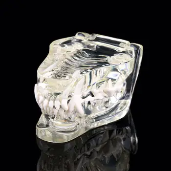 Transparent Feline Denture dog Teeth Anatomical Model bone canine pet veterinary husbandry teaching tool
Transparent Feline Denture dog Teeth Anatomical Model bone canine pet veterinary husbandry teaching tool
